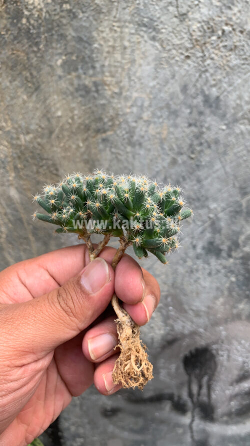 Trichodiadema Densum, real gallery image #7 plants. Picture taken directly from kaktus.id community Trichodiadema farmer green houses.