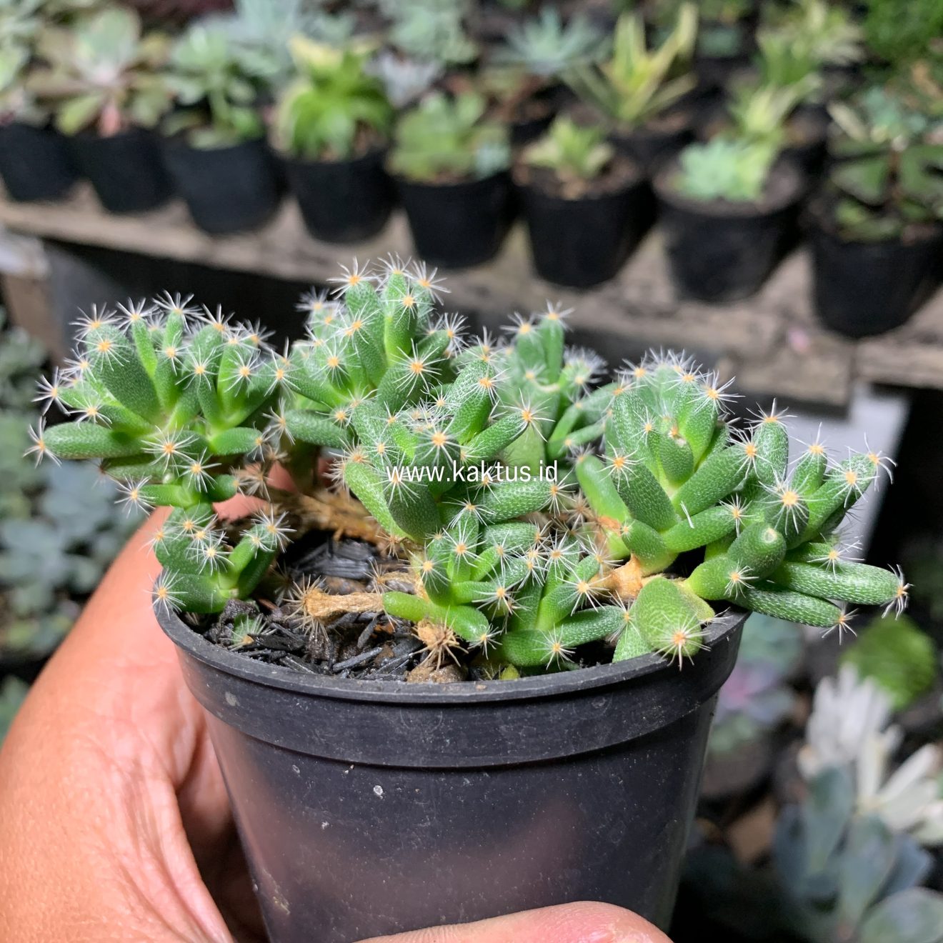 Trichodiadema Densum, real gallery image #1 plants. Picture taken directly from kaktus.id community Trichodiadema farmer green houses.