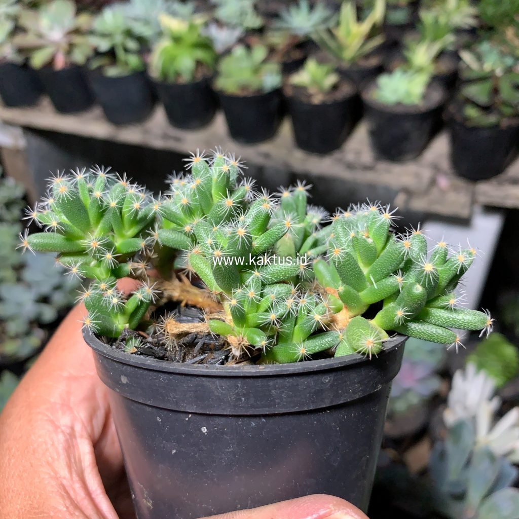 kaktus.id