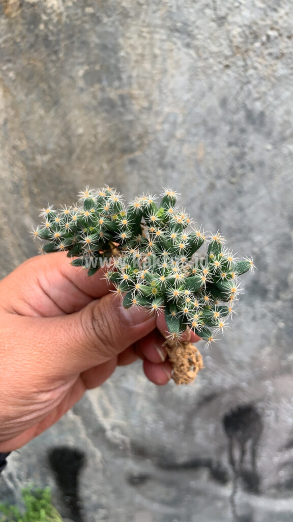kaktus.id
