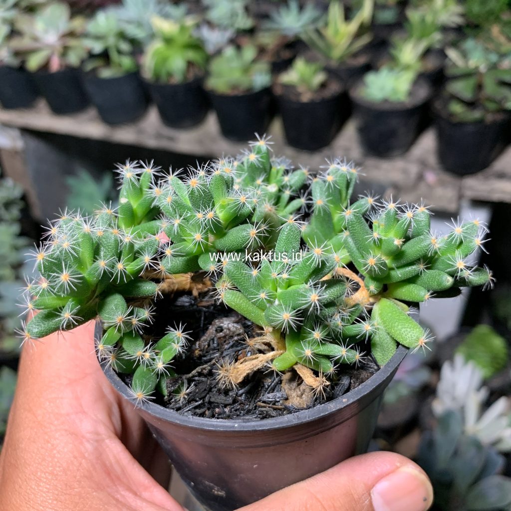kaktus.id