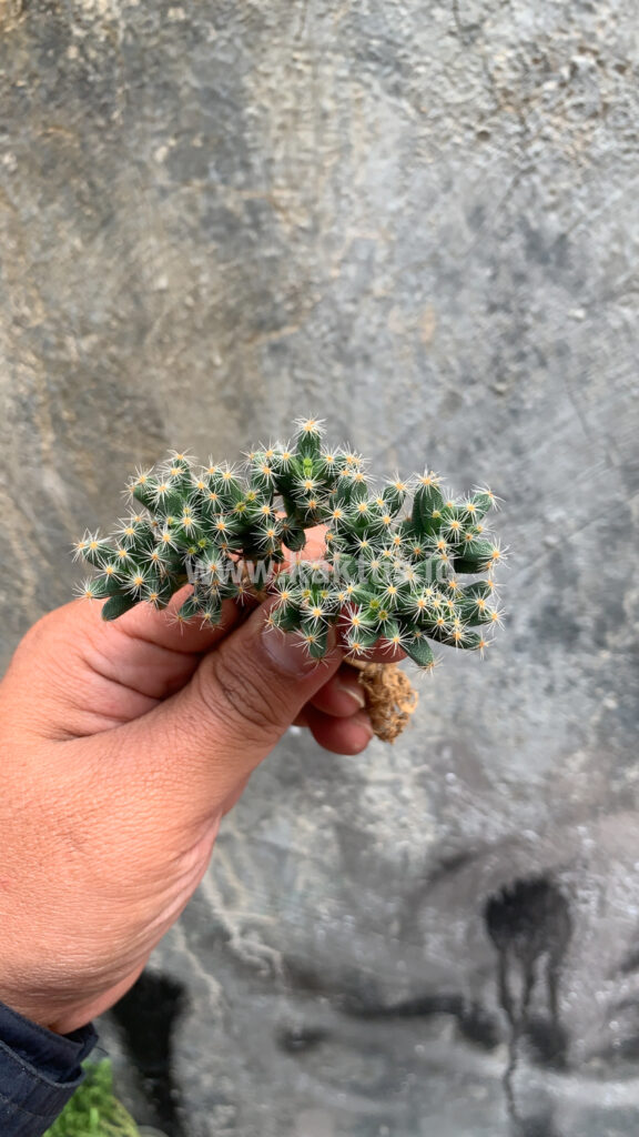 kaktus.id