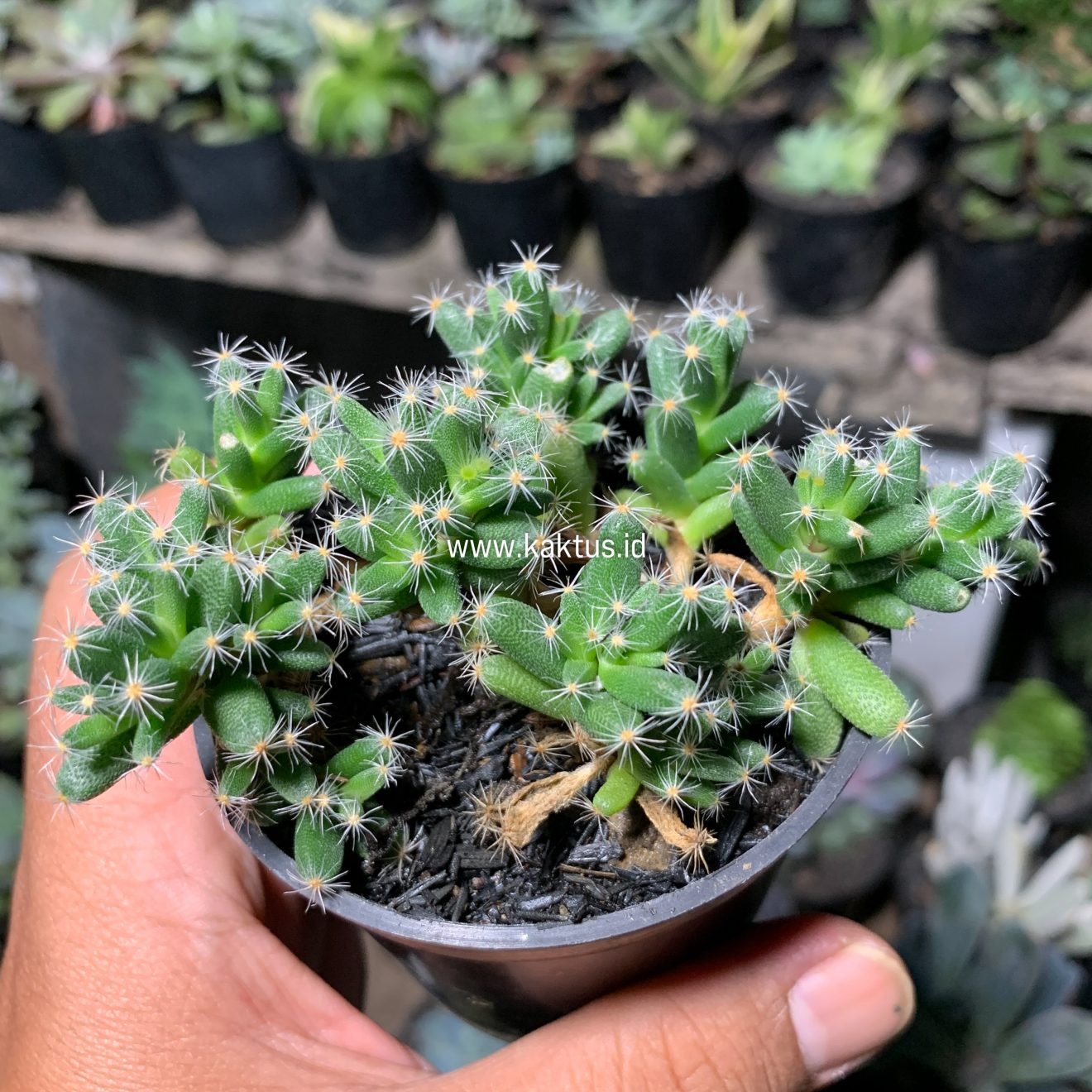 Trichodiadema Densum, real gallery image #8 plants. Picture taken directly from kaktus.id community Trichodiadema farmer green houses.