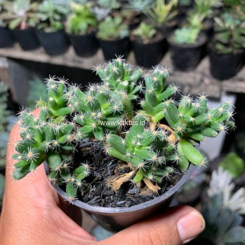 Trichodiadema Densum, real gallery image #8 plants. Picture taken directly from kaktus.id community Trichodiadema farmer green houses.