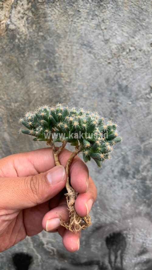 Trichodiadema Densum, real gallery image #10 plants. Picture taken directly from kaktus.id community Trichodiadema farmer green houses.