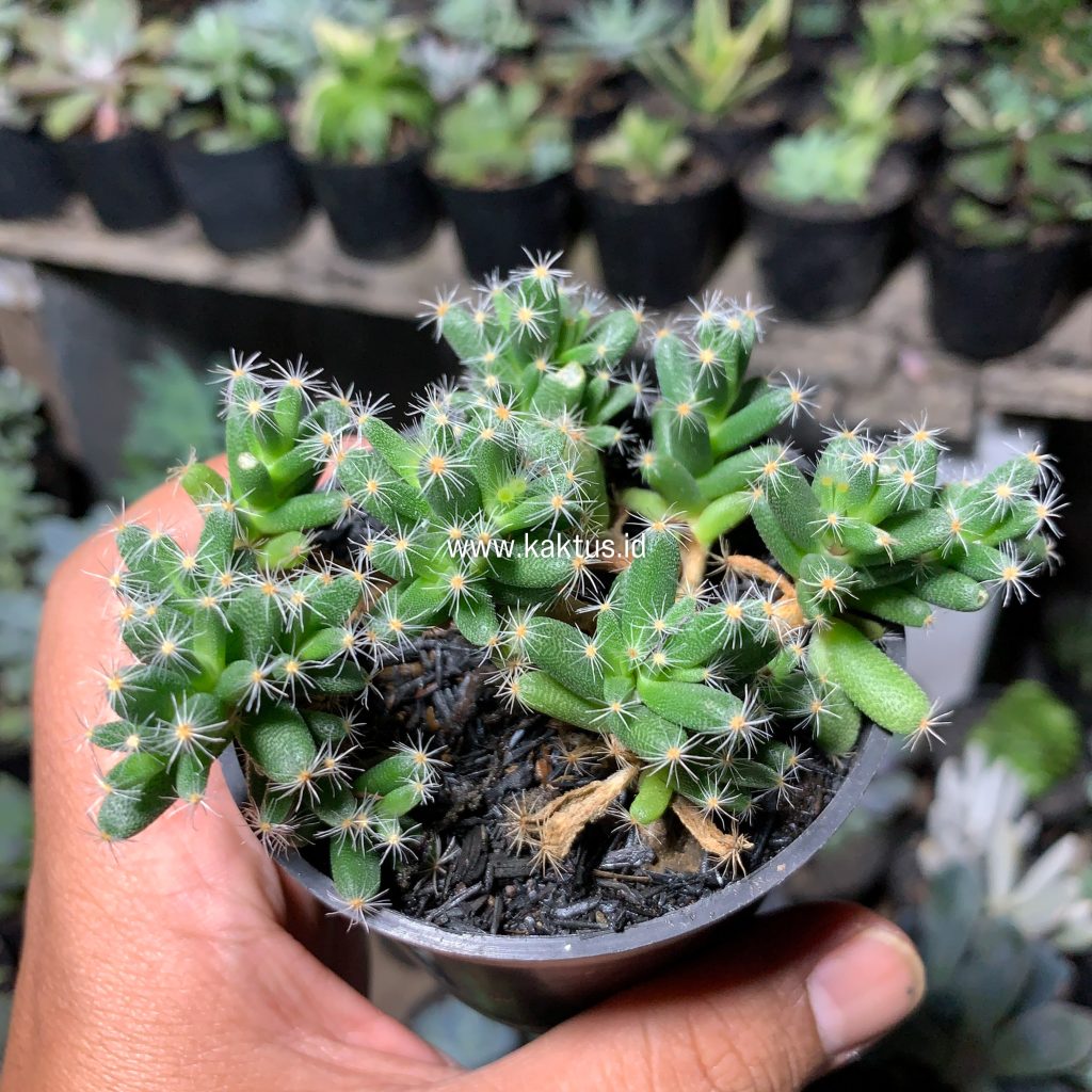 kaktus.id
