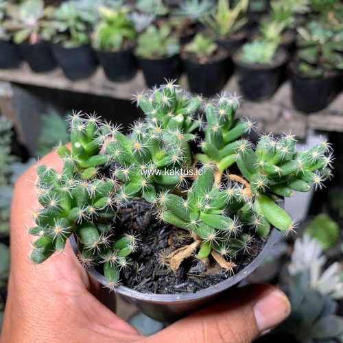 Trichodiadema Densum, real gallery image #9 plants. Picture taken directly from kaktus.id community Trichodiadema farmer green houses.