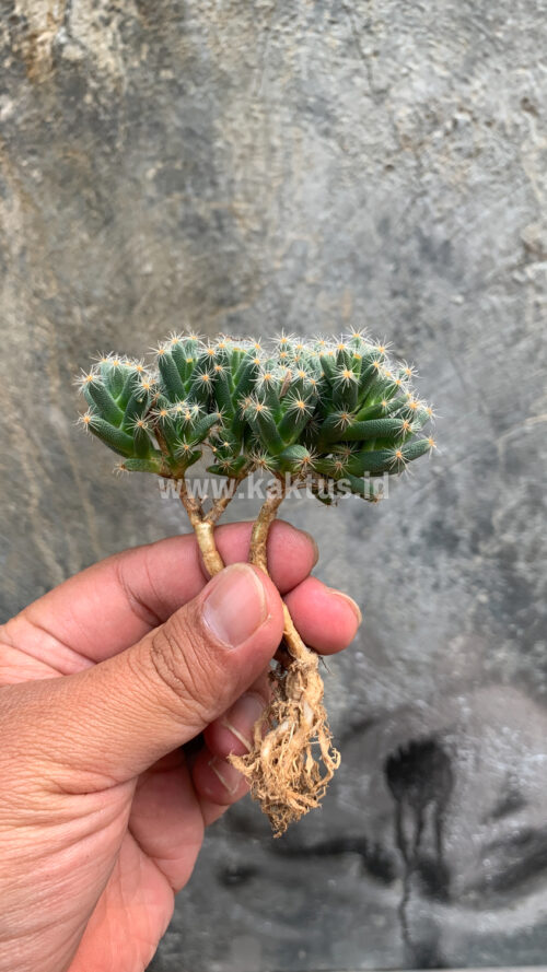 Trichodiadema Densum, real gallery image #2 plants. Picture taken directly from kaktus.id community Trichodiadema farmer green houses.