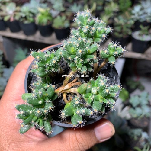 Trichodiadema Densum, real feature image plant. Picture taken directly from kaktus.id community Trichodiadema farmer green houses.