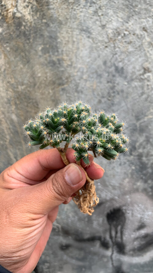 Trichodiadema Densum, real gallery image #6 plants. Picture taken directly from kaktus.id community Trichodiadema farmer green houses.