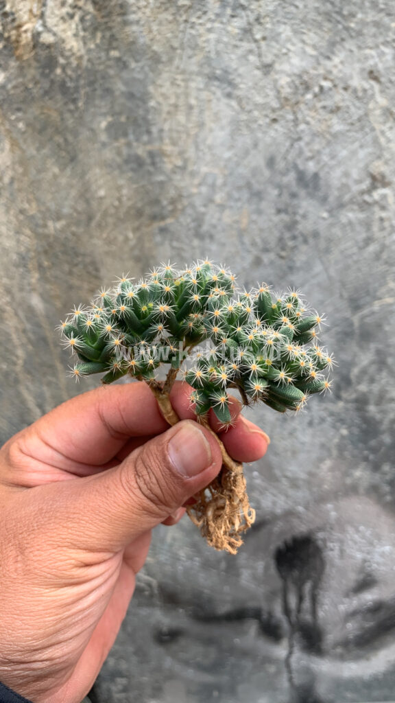 kaktus.id