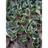 Sansevieria Pagoda, real feature image plant. Picture taken directly from kaktus.id community Sansevieria farmer green houses.