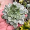 Echeveria Silver Prince, real feature image plant. Picture taken directly from kaktus.id community Echeveria farmer green houses.