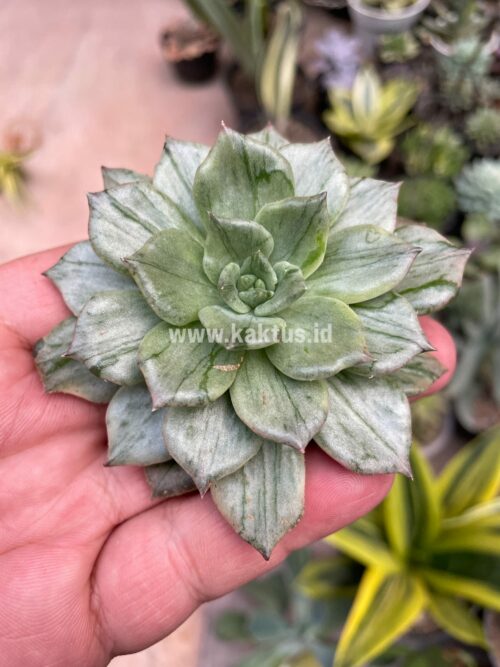 Echeveria Silver Prince, real gallery image #8 plants. Picture taken directly from kaktus.id community Echeveria farmer green houses.