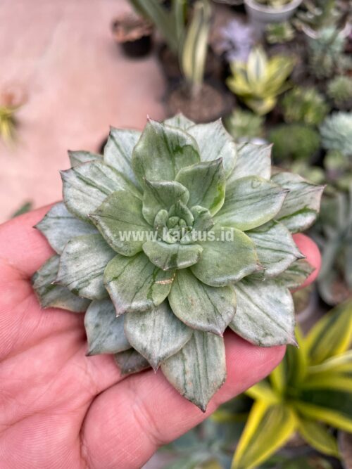 Echeveria Silver Prince, real gallery image #3 plants. Picture taken directly from kaktus.id community Echeveria farmer green houses.