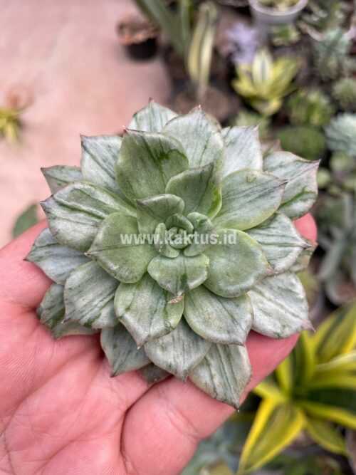 Echeveria Silver Prince, real gallery image #21 plants. Picture taken directly from kaktus.id community Echeveria farmer green houses.