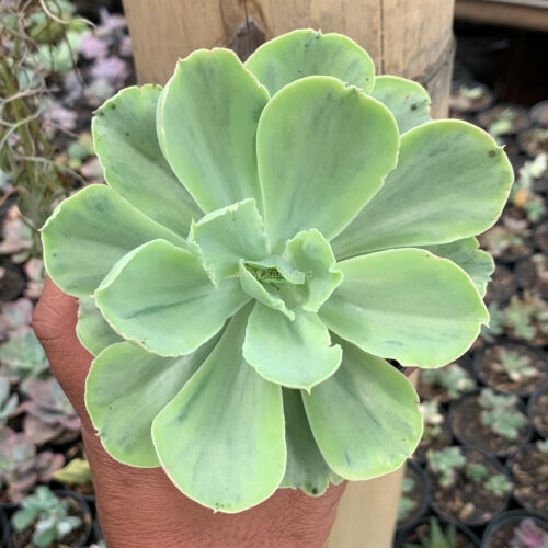 Echeveria Chantilly White Mutation, real gallery image #3 plants. Picture taken directly from kaktus.id community Echeveria farmer green houses.