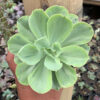 Echeveria Chantilly White Mutation, real feature image plant. Picture taken directly from kaktus.id community Echeveria farmer green houses.
