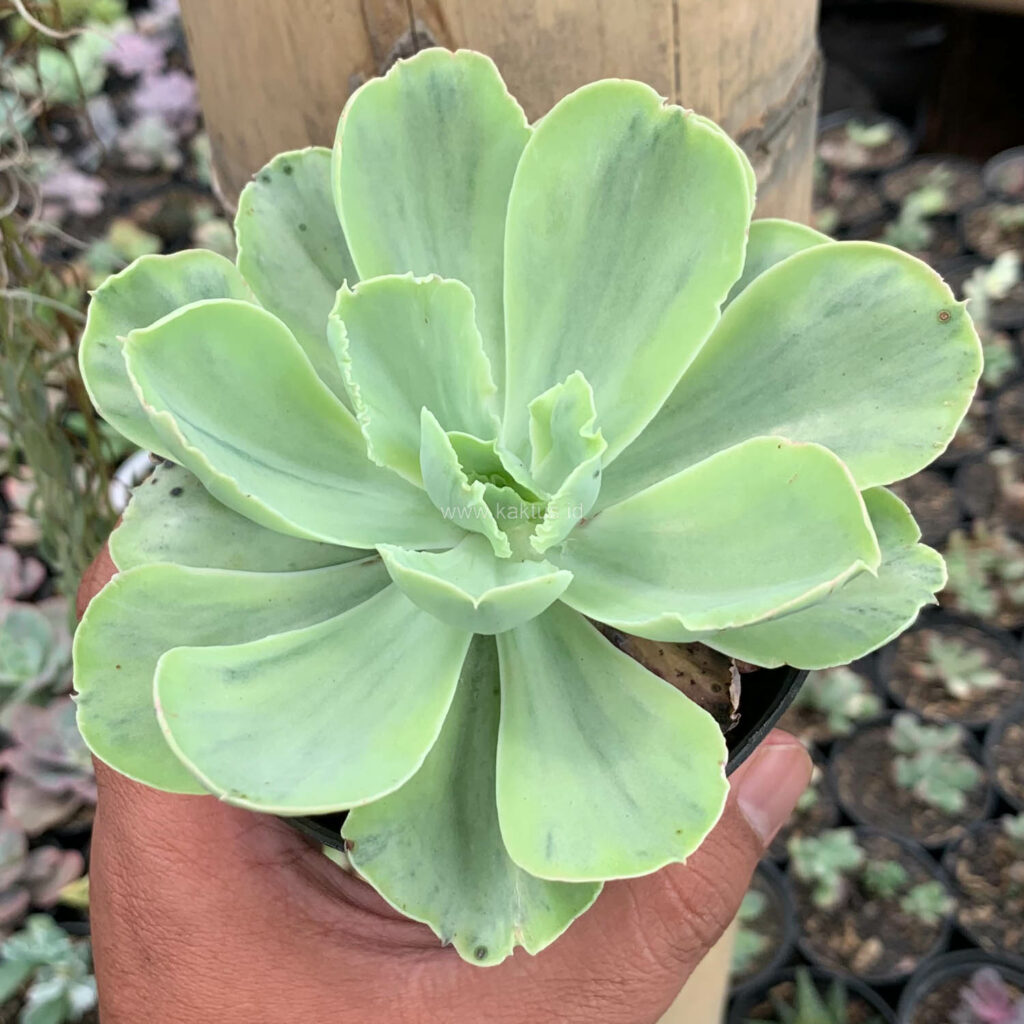 kaktus.id