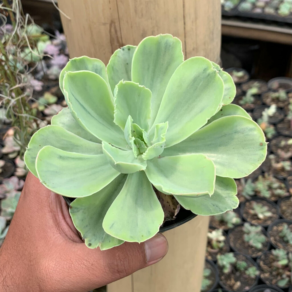 kaktus.id