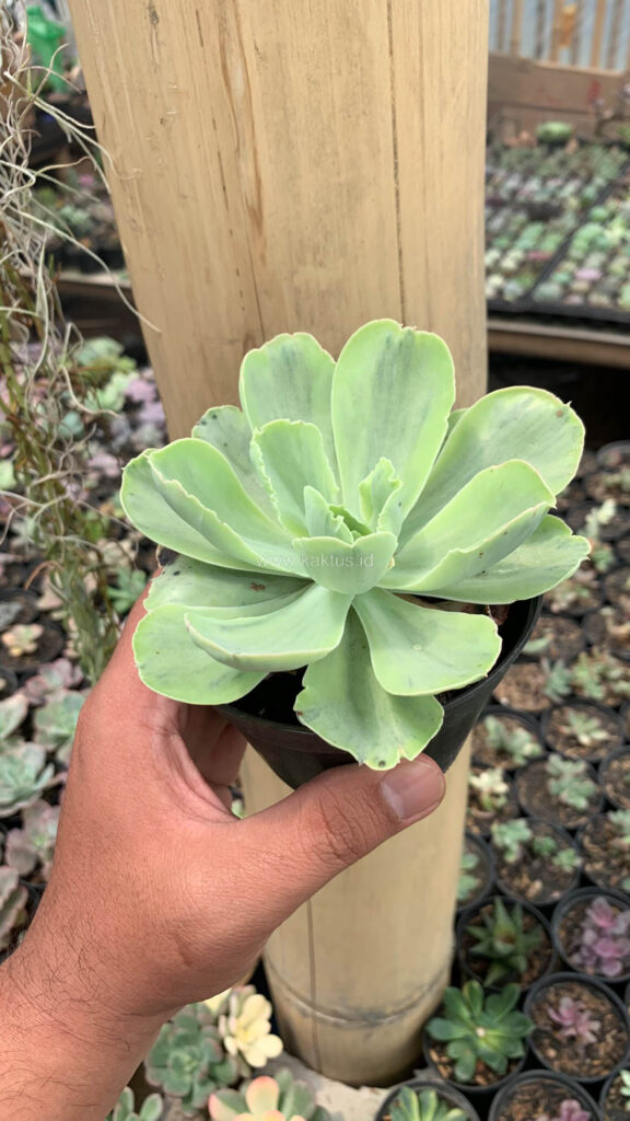 kaktus.id
