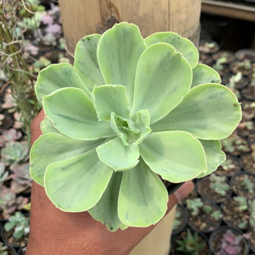 Echeveria Chantilly White Mutation, real gallery image #8 plants. Picture taken directly from kaktus.id community Echeveria farmer green houses.