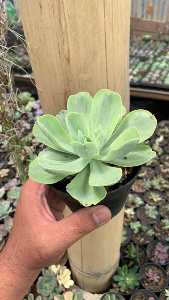 kaktus.id