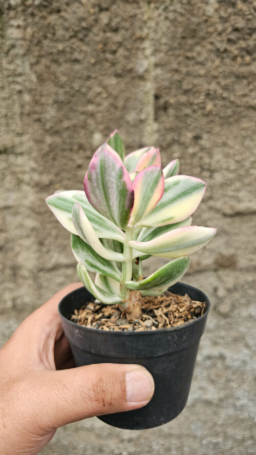 Crassula Ovata Succisa Trichotocephala Baksay Variegated, real gallery image #3 plants. Picture taken directly from kaktus.id community Crassula farmer green houses.