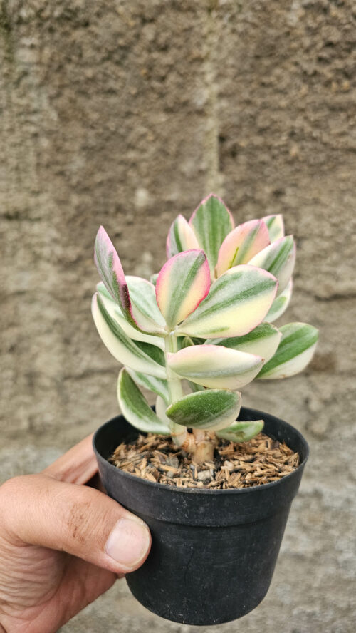 Crassula Ovata Succisa Trichotocephala Baksay Variegated, real gallery image #4 plants. Picture taken directly from kaktus.id community Crassula farmer green houses.