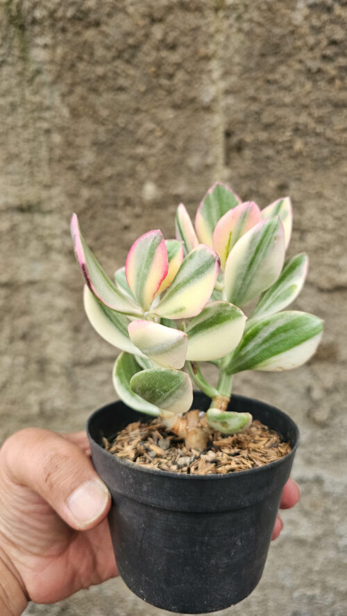 Crassula Ovata Succisa Trichotocephala Baksay Variegated, real gallery image #5 plants. Picture taken directly from kaktus.id community Crassula farmer green houses.