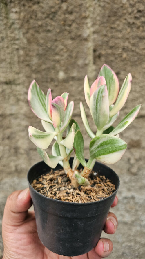 Crassula Ovata Succisa Trichotocephala Baksay Variegated, real gallery image #1 plants. Picture taken directly from kaktus.id community Crassula farmer green houses.