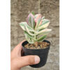 Crassula Ovata Succisa Trichotocephala Baksay Variegated, real feature image plant. Picture taken directly from kaktus.id community Crassula farmer green houses.