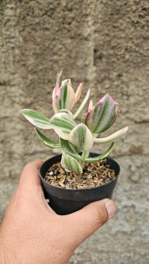 Crassula Ovata Succisa Trichotocephala Baksay Variegated, real gallery image #6 plants. Picture taken directly from kaktus.id community Crassula farmer green houses.