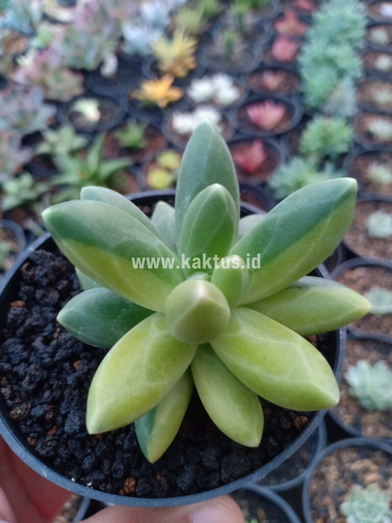 kaktus.id