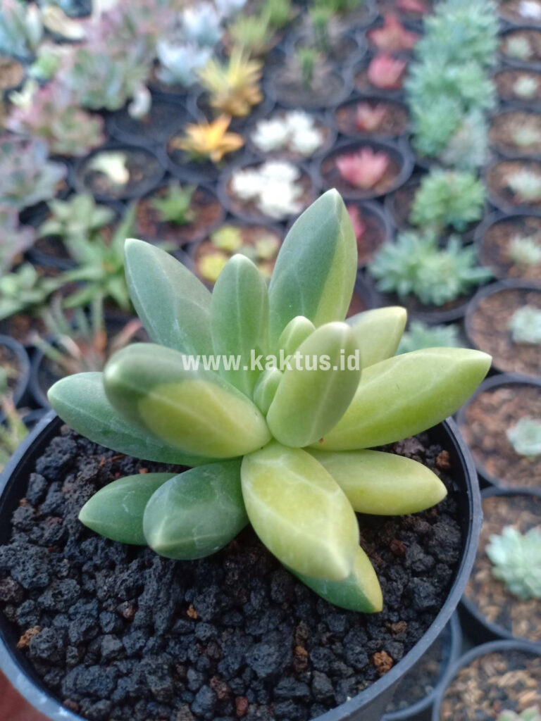 kaktus.id