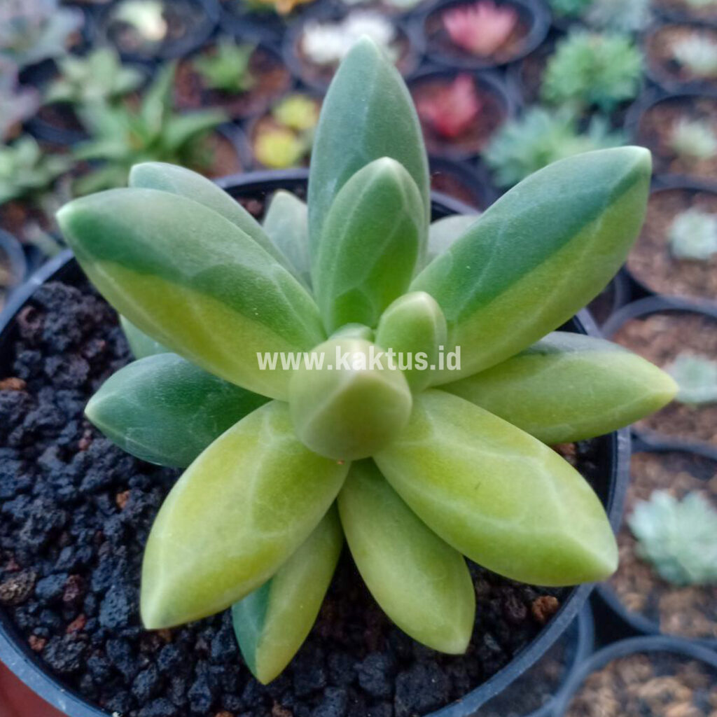 kaktus.id
