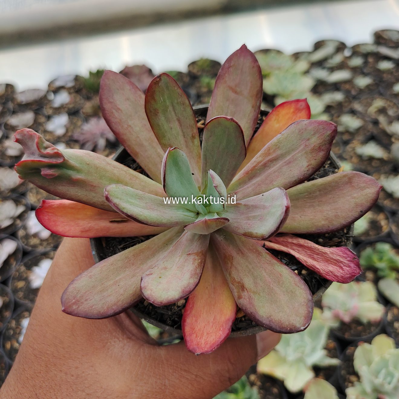 725. Echeveria Party Dress Mutation-4 - kaktus.id
