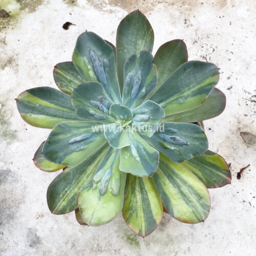 726. Echeveria Paul Bunyan Variegated Size 20 Cm