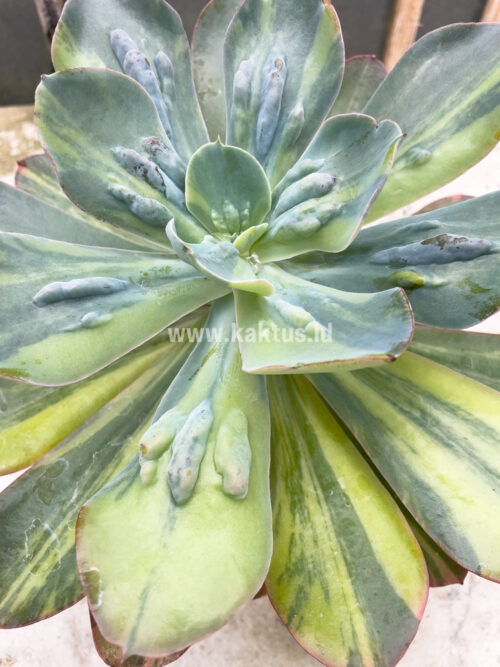 Echeveria Paul Bunyan Variegated Size 20 Cm, real gallery image #3 plants. Picture taken directly from kaktus.id community Echeveria farmer green houses.