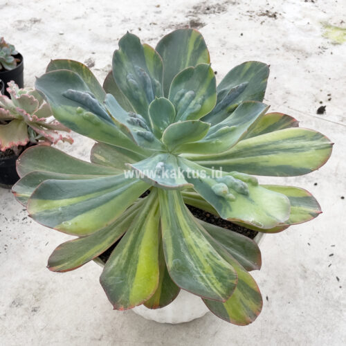 Echeveria Paul Bunyan Variegated Size 20 Cm, real gallery image #4 plants. Picture taken directly from kaktus.id community Echeveria farmer green houses.