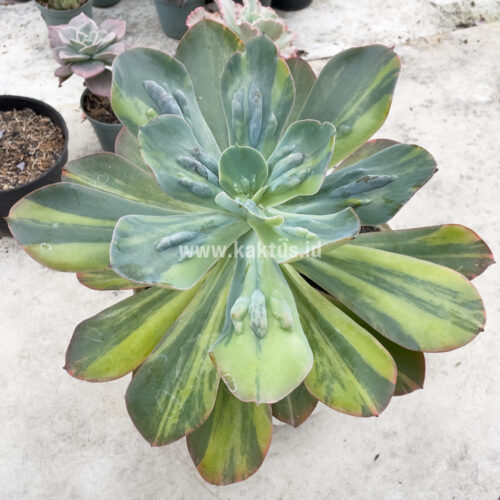 Echeveria Paul Bunyan Variegated Size 20 Cm, real gallery image #5 plants. Picture taken directly from kaktus.id community Echeveria farmer green houses.