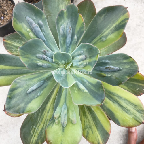 Echeveria Paul Bunyan Variegated Size 20 Cm, real gallery image #1 plants. Picture taken directly from kaktus.id community Echeveria farmer green houses.