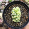 Echeveria Cubic Frost Aurea Cristata Variegated, real gallery image #3 plants. Picture taken directly from kaktus.id community Echeveria farmer green houses.
