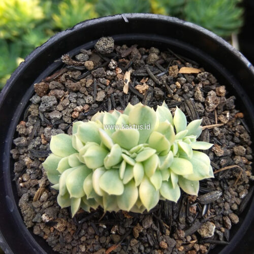 Echeveria Cubic Frost Aurea Cristata Variegated, real gallery image #2 plants. Picture taken directly from kaktus.id community Echeveria farmer green houses.