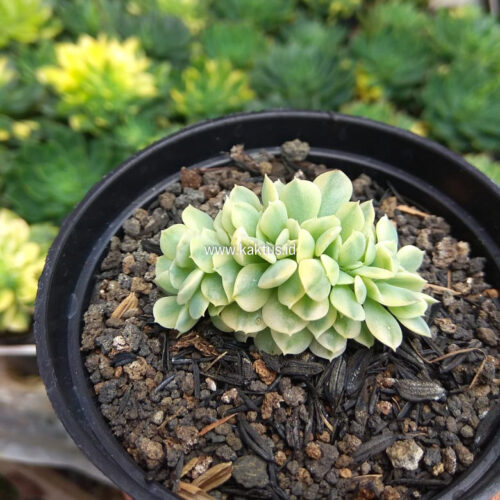 Echeveria Cubic Frost Aurea Cristata Variegated, real gallery image #4 plants. Picture taken directly from kaktus.id community Echeveria farmer green houses.
