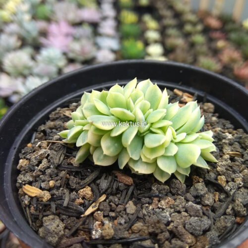 Echeveria Cubic Frost Aurea Cristata Variegated, real gallery image #1 plants. Picture taken directly from kaktus.id community Echeveria farmer green houses.