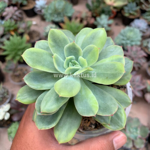 Echeveria Lemon Splash, real gallery image #3 plants. Picture taken directly from kaktus.id community Echeveria farmer green houses.
