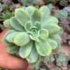 Echeveria Lemon Splash, real gallery image #4 plants. Picture taken directly from kaktus.id community Echeveria farmer green houses.