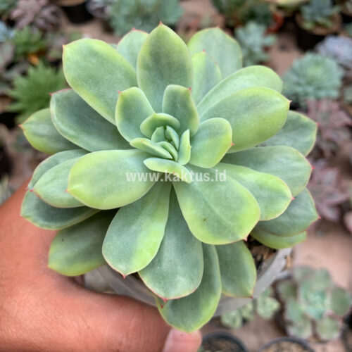 Echeveria Lemon Splash, real gallery image #5 plants. Picture taken directly from kaktus.id community Echeveria farmer green houses.