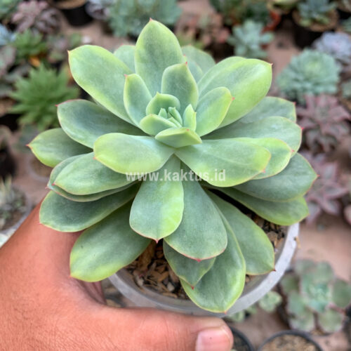 Echeveria Lemon Splash, real gallery image #1 plants. Picture taken directly from kaktus.id community Echeveria farmer green houses.